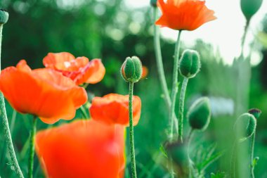 close-up view of flowering poppies clipart