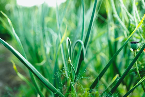 Pijlen Van Knoflookclose Upweergave — Stockfoto