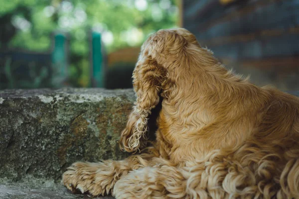 American Cocker Spaniel Portrait — Stock Photo, Image