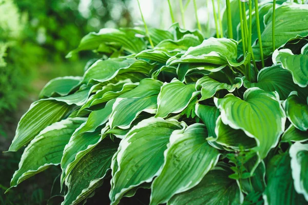 Green Garden Parsley — Stock Photo, Image