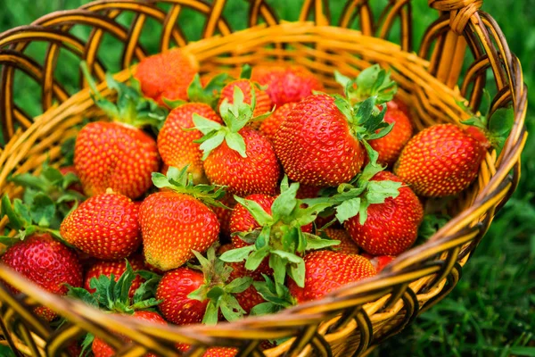 Nahaufnahme Von Frischen Erdbeeren Korb — Stockfoto