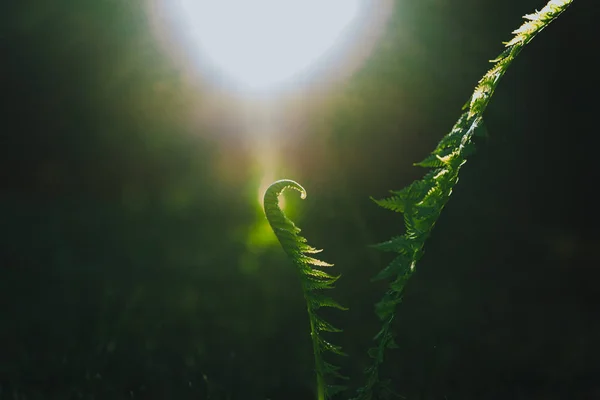 Крупным Планом Вид Зеленых Листьев Папоротника — стоковое фото