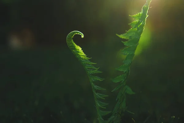 Vista Cerca Las Hojas Helecho Verde — Foto de stock gratis