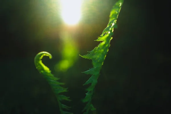 Close View Green Fern Leaves — Stok Foto