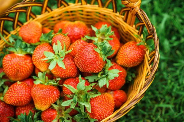 Vista Cerca Fresas Frescas Una Canasta — Foto de Stock