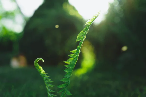 Close View Green Fern Leaves — Stok Foto