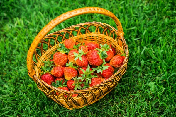 Vista Cerca Fresas Frescas Una Canasta — Foto de Stock