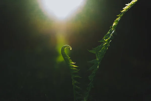 Close View Green Fern Leaves — Stok Foto