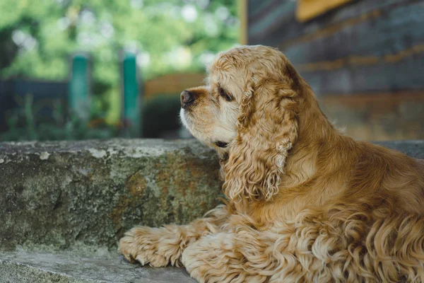 American Cocker Spaniel Portrait — Stock Photo, Image