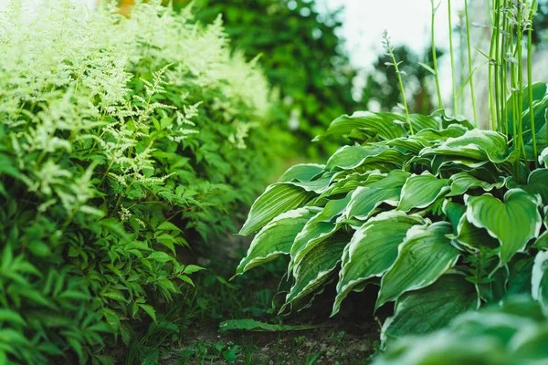 緑の庭だ パセリ  — 無料ストックフォト