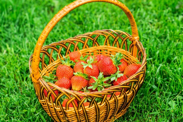 Close View Fresh Strawberries Basket — Stock Photo, Image