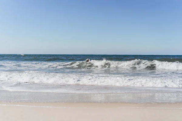 冲浪者与鳍状物和一个在海洋海岸上的水力西装的车身板 — 图库照片