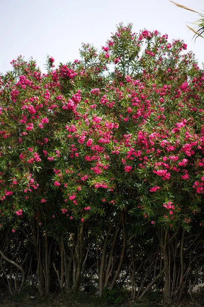 Arbusto Floreciente Flores Carmesí Brillante — Foto de stock gratis