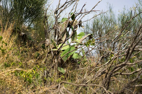 安达卢西亚草原的特写镜头 — 图库照片