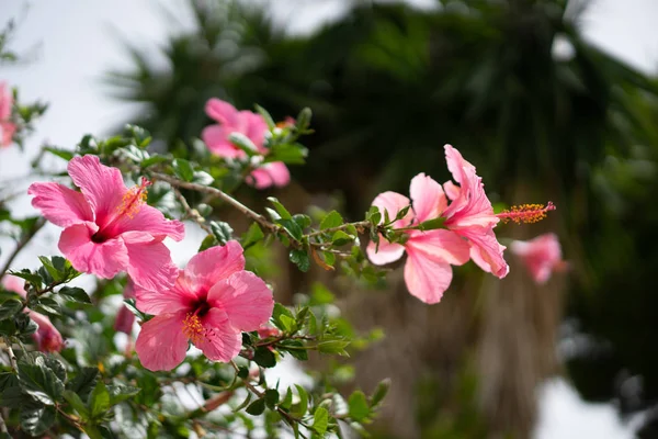Flores Hibisco Rosa Vista Cerca — Foto de Stock