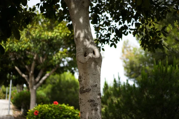 Vista Cerca Estepa Andaluza Antecedentes — Foto de Stock