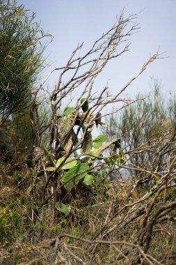 Endülüs bozkır yakından görmek. arka plan