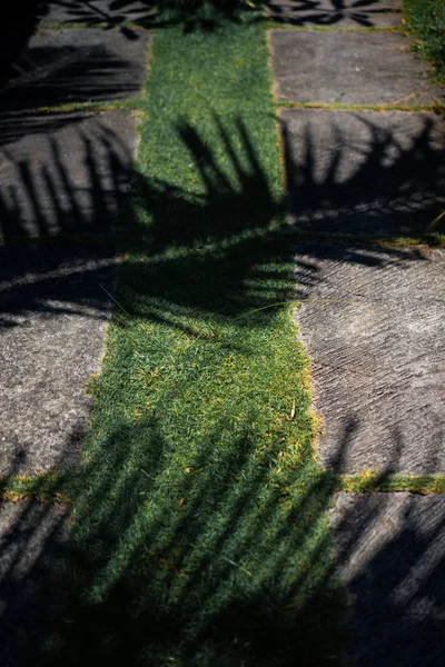 Shadow Palm Tree Grass — Stock Photo, Image