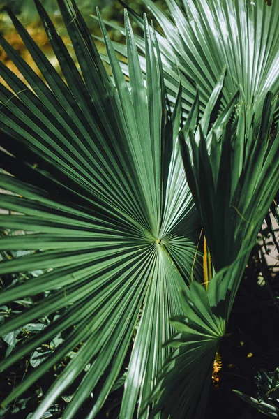 Palm Leaves Livistona Close Background — Stock Photo, Image