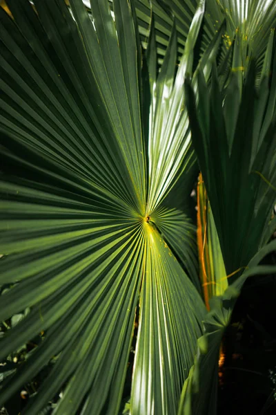 Palm Leaves Livistona Close Background — Free Stock Photo