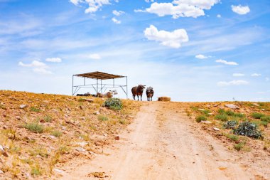 Arizona, boğa ve bufalo çiftliği, Abd çiftliğinde inekler