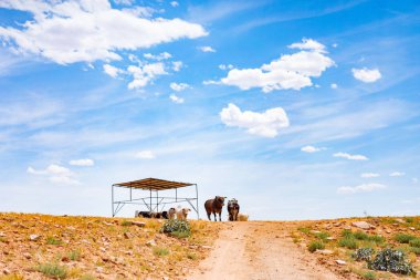 Arizona, boğa ve bufalo çiftliği, Abd çiftliğinde inekler