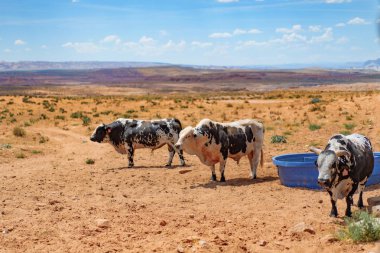 Arizona, boğa ve bufalo çiftliği, Abd çiftliğinde inekler