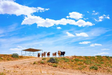 Arizona, boğa ve bufalo çiftliği, Abd çiftliğinde inekler