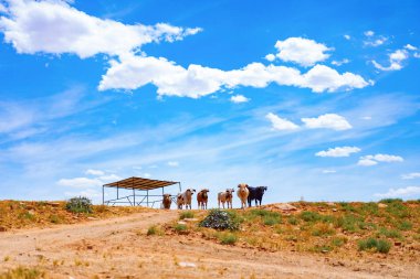Arizona, boğa ve bufalo çiftliği, Abd çiftliğinde inekler