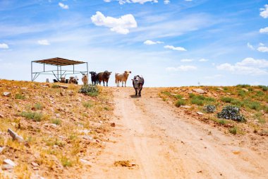 Arizona, boğa ve bufalo çiftliği, Abd çiftliğinde inekler