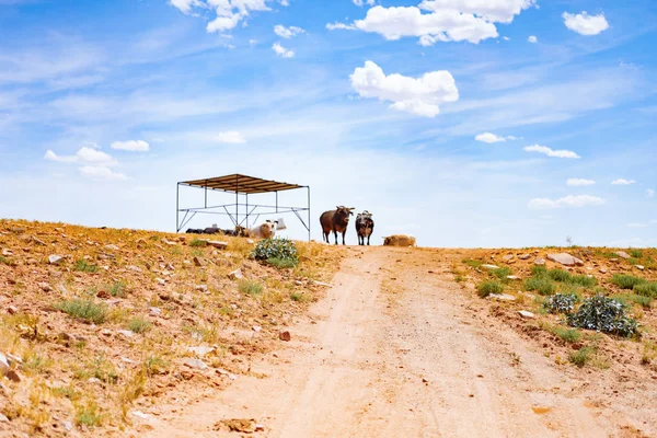 Arizona, boğa ve bufalo çiftliği, Abd çiftliğinde inekler