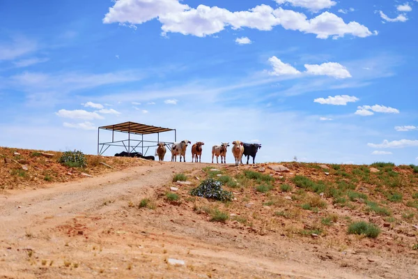 Arizona Fazenda Touros Búfalos Vacas Uma Fazenda Dos Eua — Fotografia de Stock