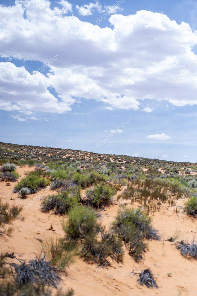 Arizona desert landscape, United States of America