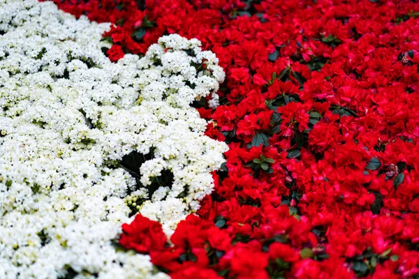 Bellagio Conservatory Ogród Botaniczny — Zdjęcie stockowe