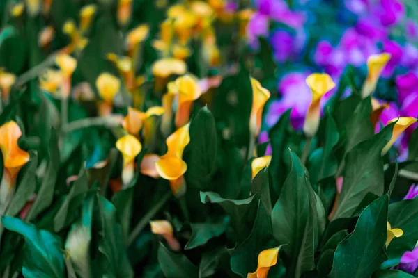 Bellagio Conservatory Botanical Garden — Stock Photo, Image