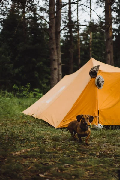 Táborové Stany Kempování Životní Koncept — Stock fotografie