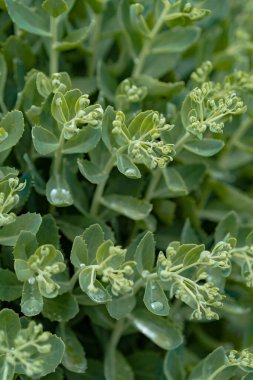 Sedum, yeşil yapraklar yağmurdan sonra, arka plan, doğa ve bitkiler
