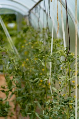 Domatesler serada. Sebze yetiştirme