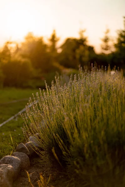 Bloeiende Lavendel Bij Zonsondergang Zomer Zonsondergang — Stockfoto