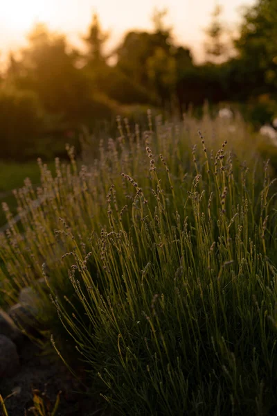 Bloeiende Lavendel Bij Zonsondergang Zomer Zonsondergang — Stockfoto