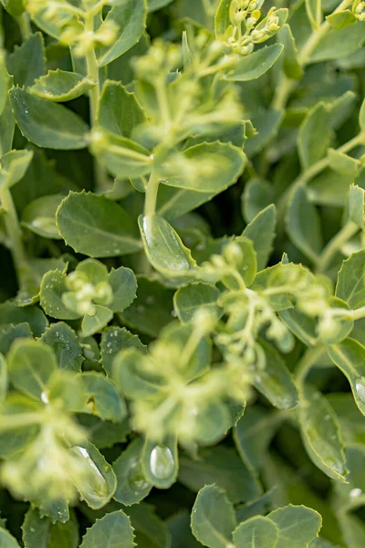 Sedum Zelené Listy Dešti Pozadí Příroda Rostliny — Stock fotografie