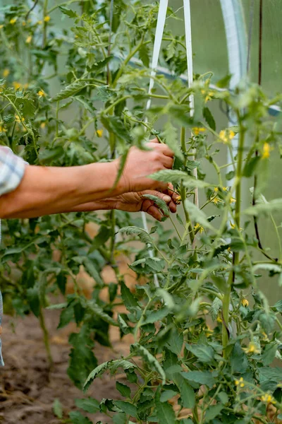 Uma Mulher Uma Estufa Está Cuidando Tomates Amarrando — Fotografia de Stock