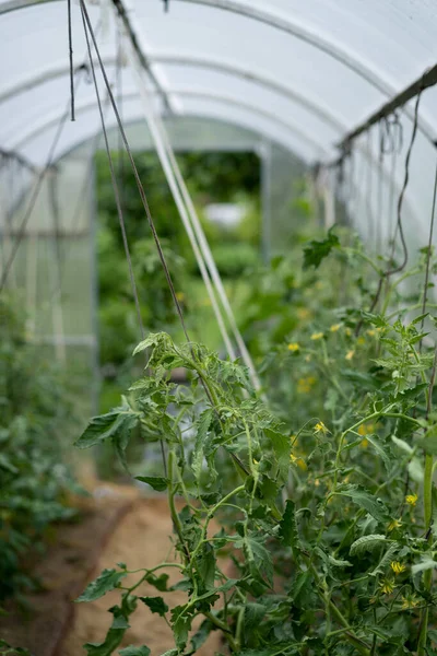 Tomater Växthuset Odling Grönsaker — Stockfoto