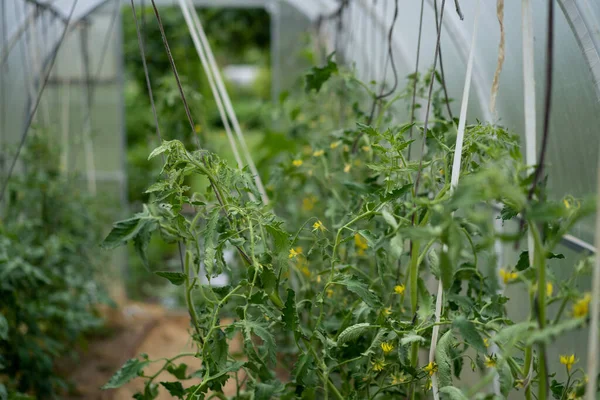 Pomidory Szklarni Uprawa Warzyw — Zdjęcie stockowe