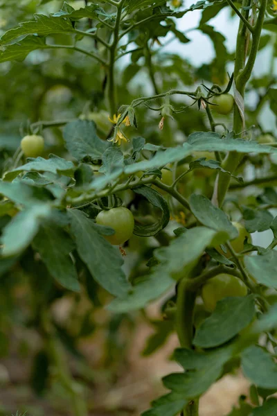 Tomates Estufa Cultivo Legumes — Fotografia de Stock
