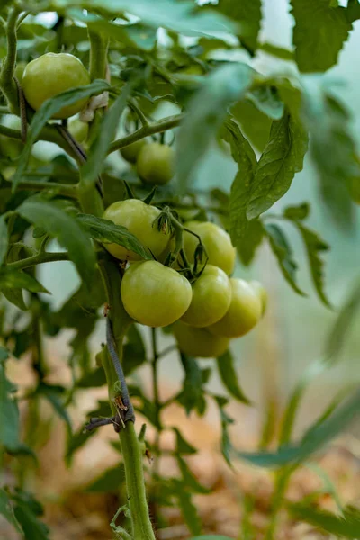 西红柿在温室里 蔬菜种植 — 图库照片