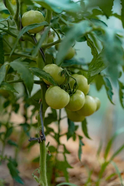Pomidory Szklarni Uprawa Warzyw — Zdjęcie stockowe