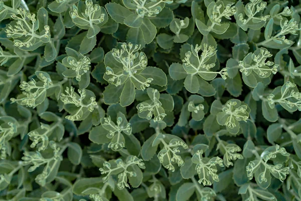 Sedum Zielone Liście Deszczu Tle Przyrodzie Roślinach — Zdjęcie stockowe