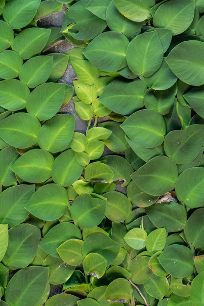 Trópusi Növények Zöld Háttér Kúszónövények Lime Levelei — Stock Fotó