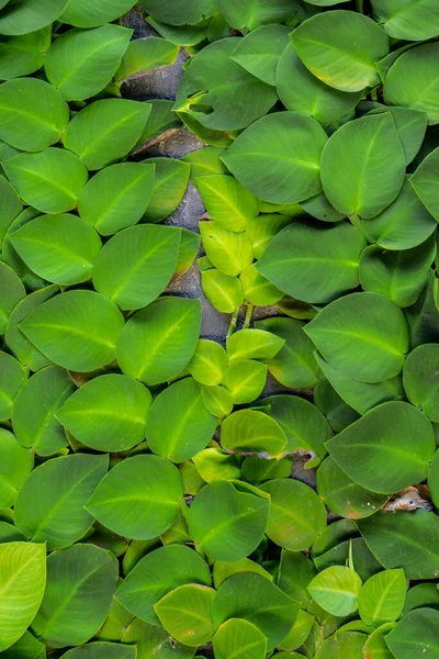 Тропические Растения Зеленый Фон Листья Липы Ползучих — стоковое фото